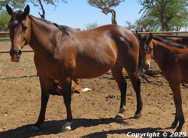 Avant Smith Flys Spanish Jewel